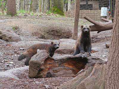 Zoopark Chomutov foto